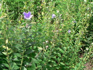 跡見群芳譜(野草譜 キキョウ)